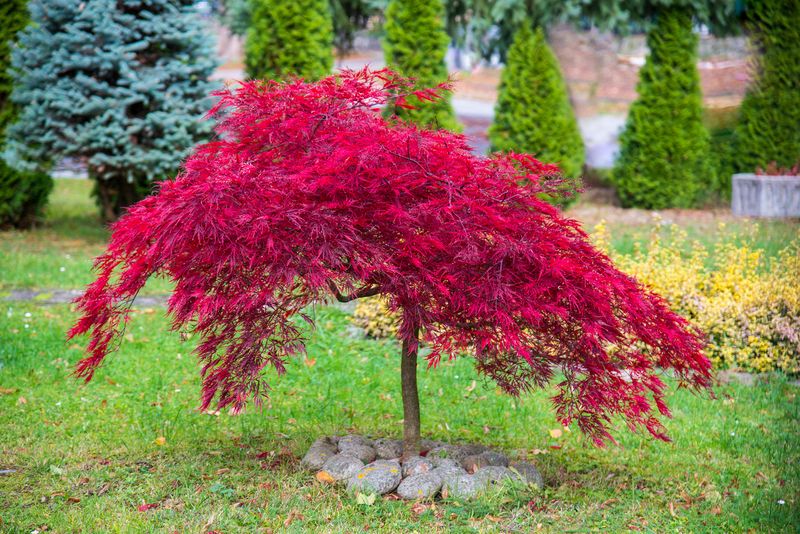 20 Front Yard Ideas That Look Professionally Landscaped - Decor Hint Ornamental Trees for Height