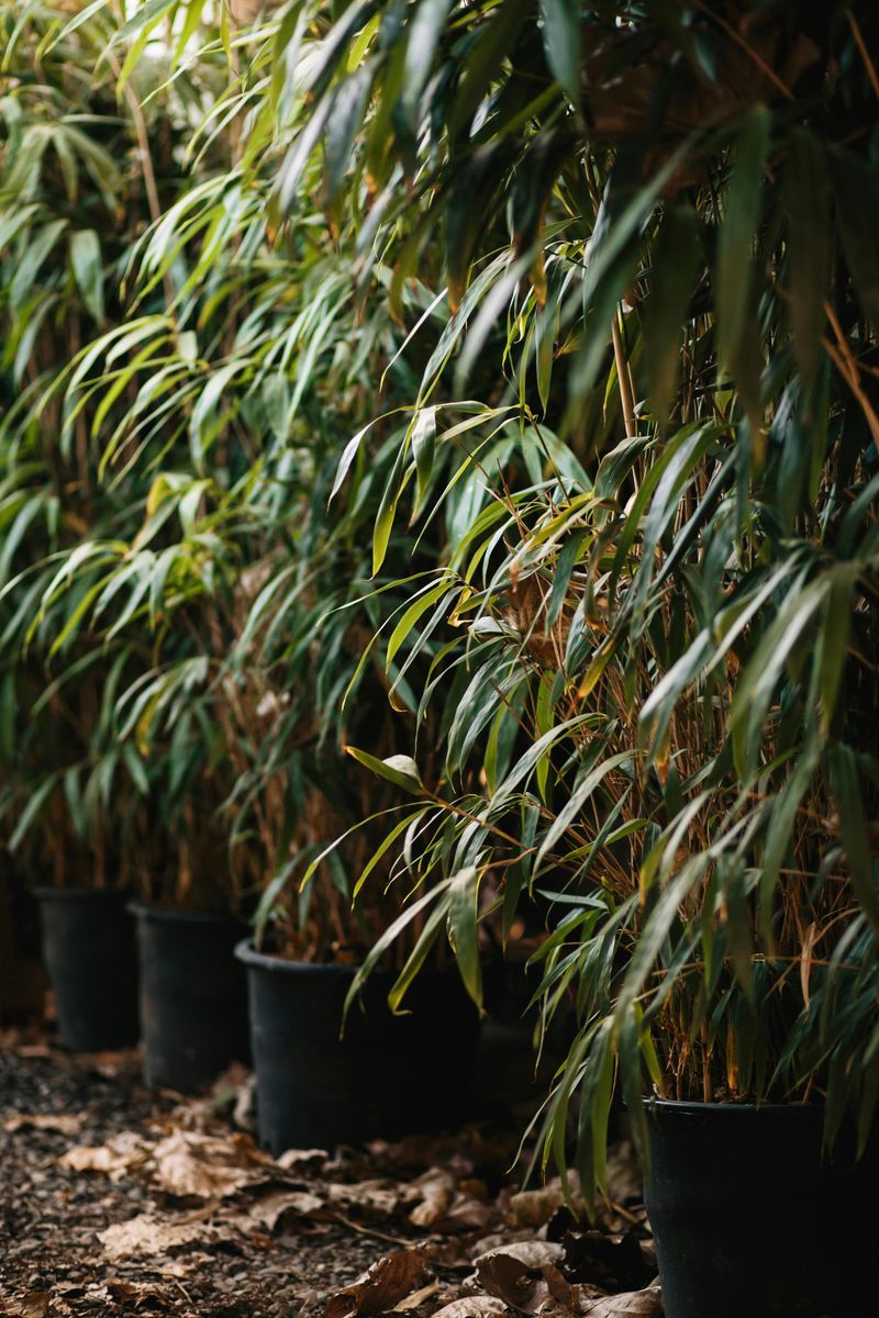 Tall Potted Plants