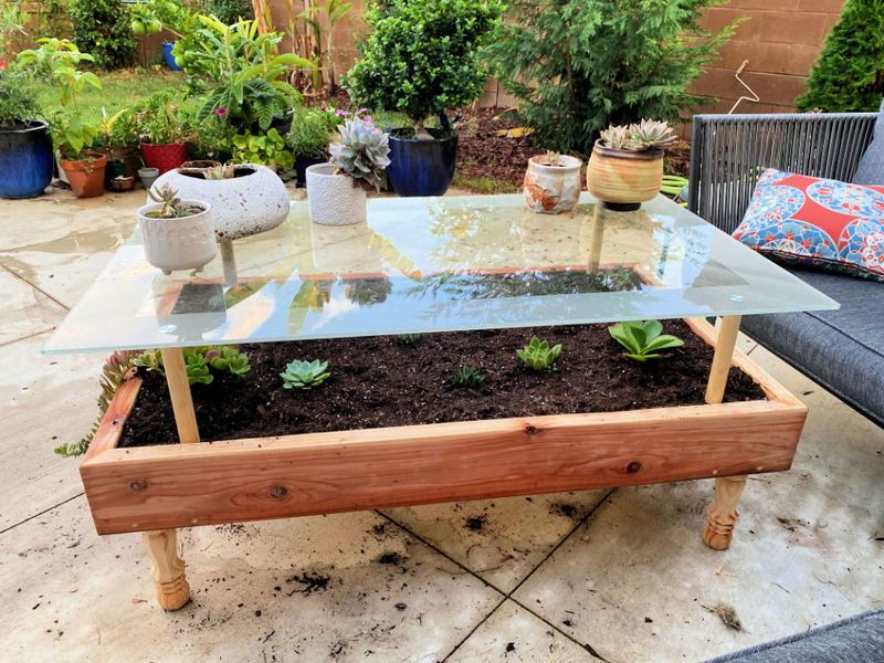 Succulent Coffee Table