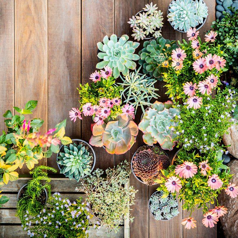 Refreshing Outdoor Planters