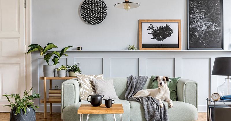 Pet beds and toys