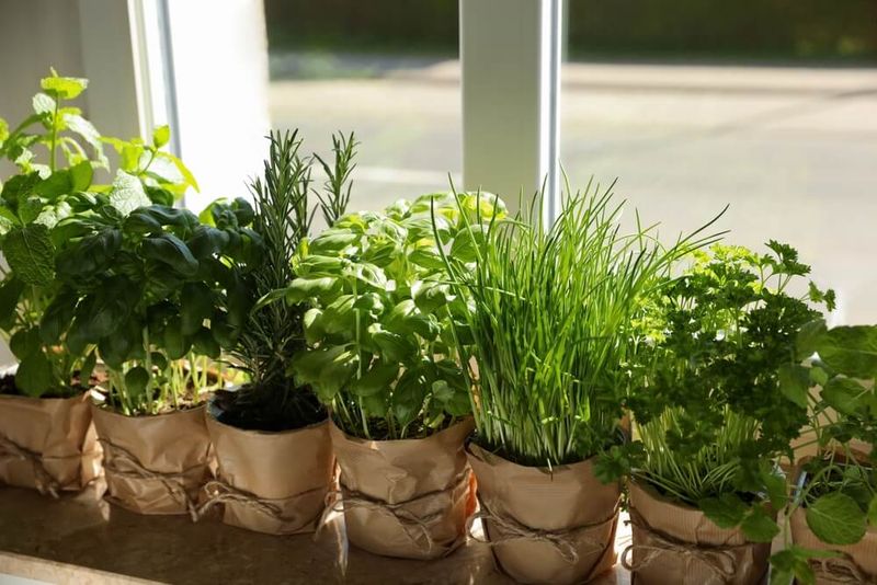 Easy Ways To Refresh Your Home With Plants, Cushions, And Composting - Decor Hint Start A Windowsill Herb Garden