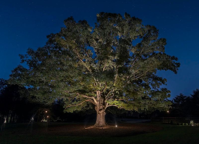 23 Gorgeous Garden Lighting Ideas To Transform Your Space - Decor Hint Spotlights