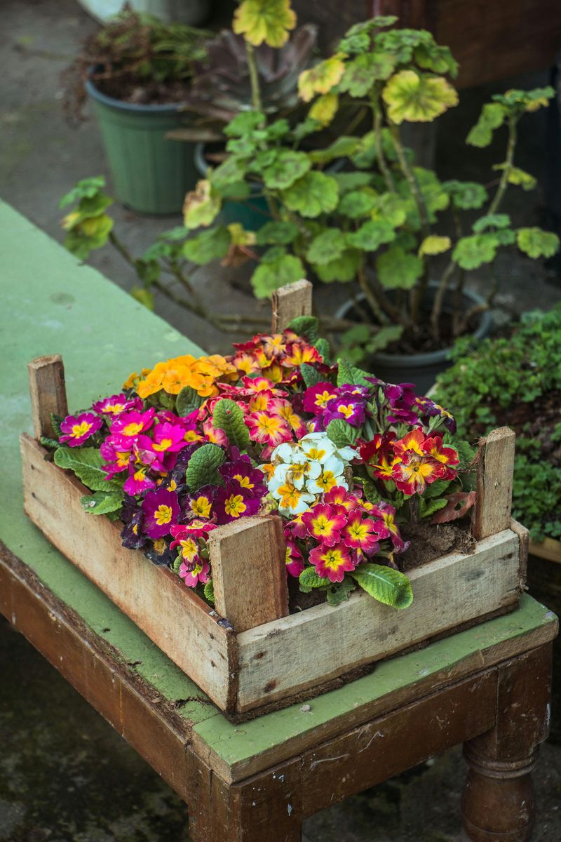 Garden Planter Boxes