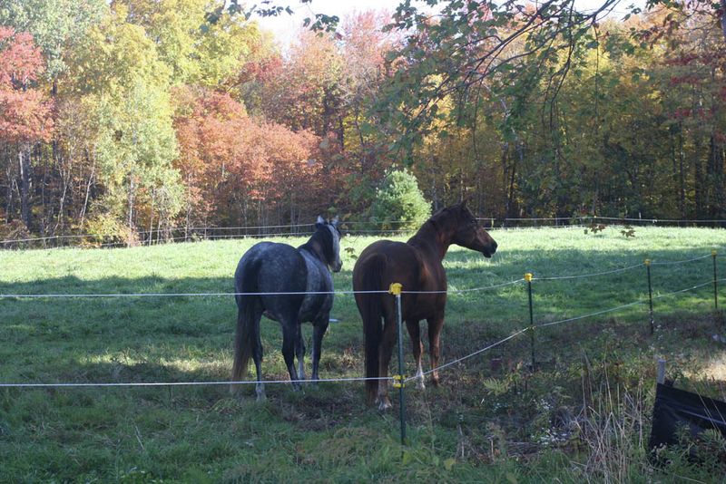 Equestrian Paradise For Horse Lovers