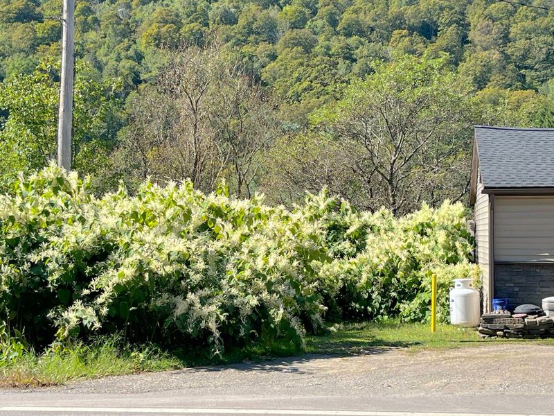 11 Backyard Features Devaluing Your Home And 11 That Will Add Value - Decor Hint Invasive Plant Species