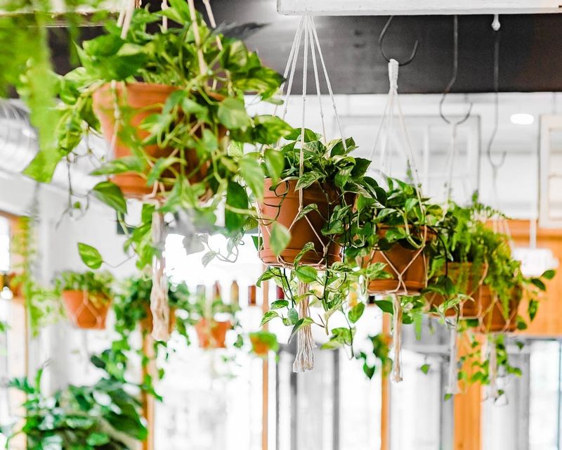 10 Home Decor Ideas For Tiny Spaces That Everyone Should Be Following - Decor Hint Pocket-Sized Plants