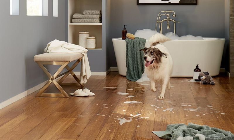 Creature Comforts: How Pets Are Influencing Home Design Trends - Decor Hint Scratch-Resistant Flooring Revolution
