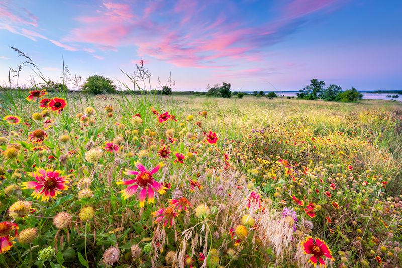 Want To Refresh Your Yard? Steal These Outdoor Decor Ideas From Colorado Homes - Decor Hint Wildflower Meadow Patches