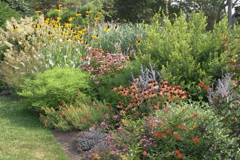 Opt For Native Plants