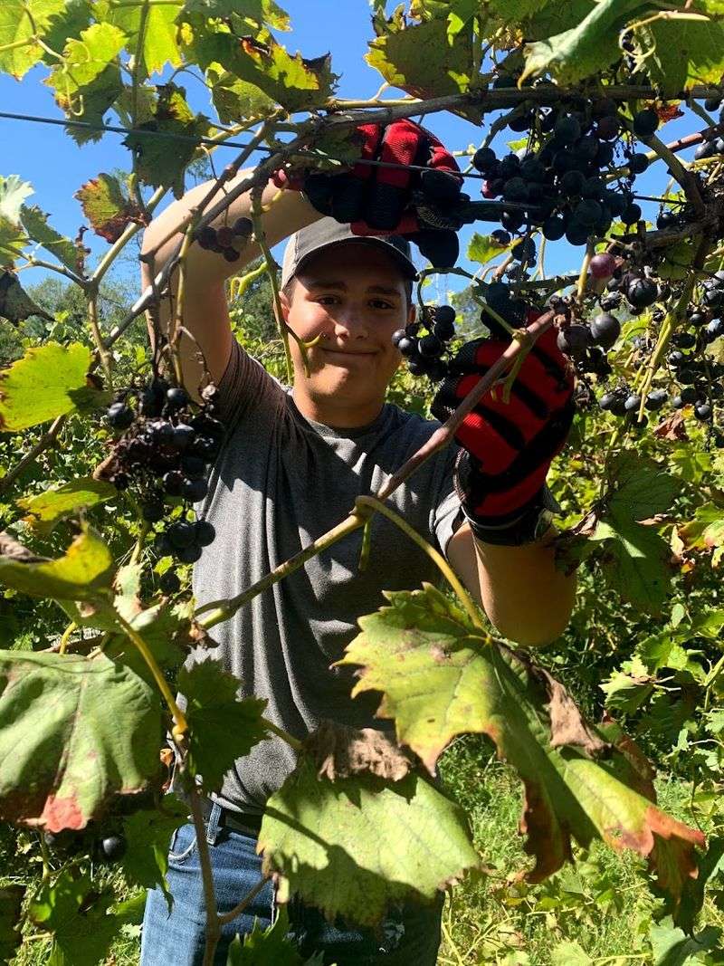 How Vineyard Tours Make the Visit Feel More Personal