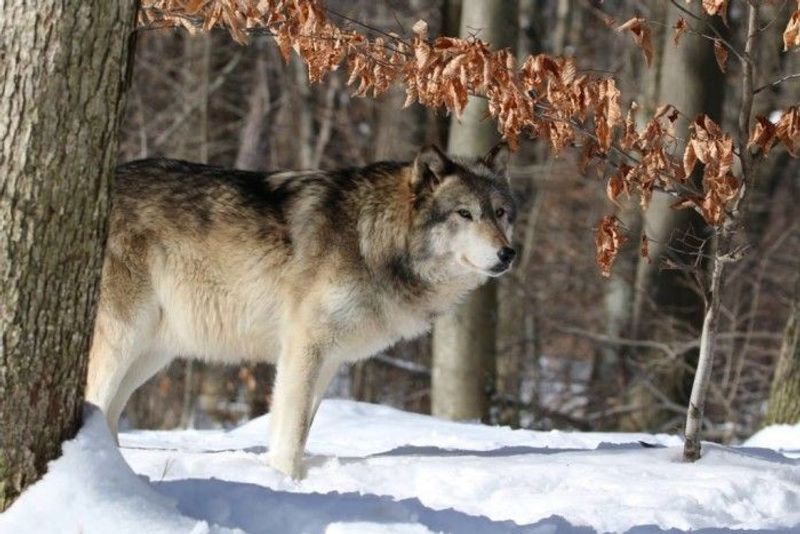Lakota Wolf Preserve - Columbia
