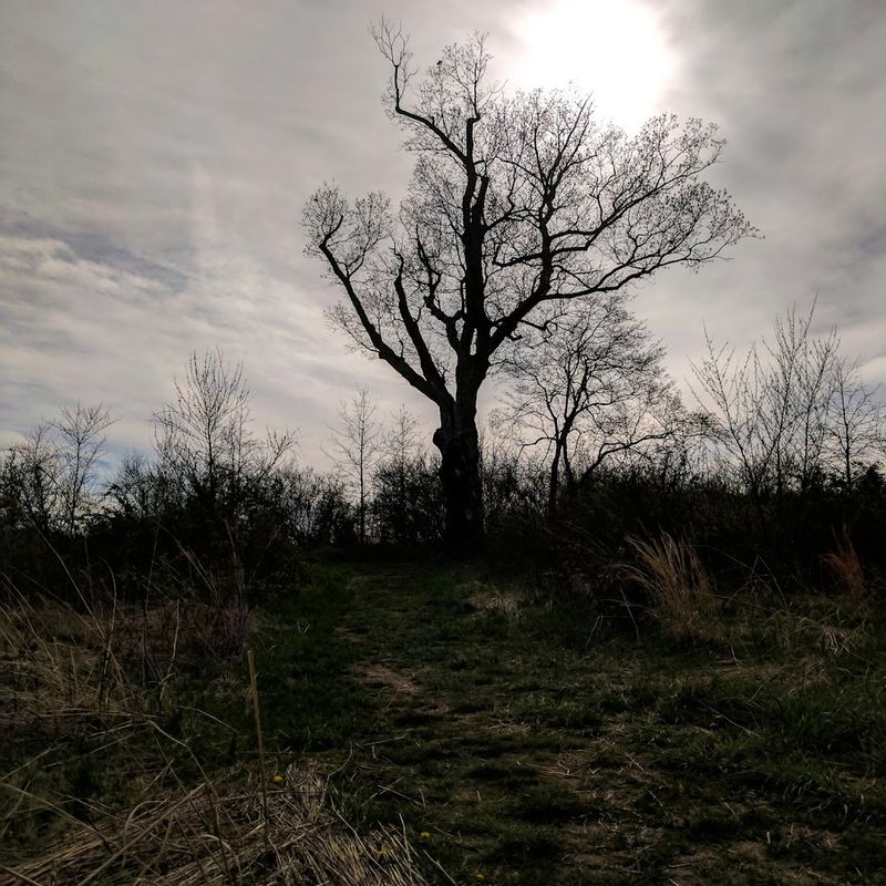 Devil's Tree - Bernards Township