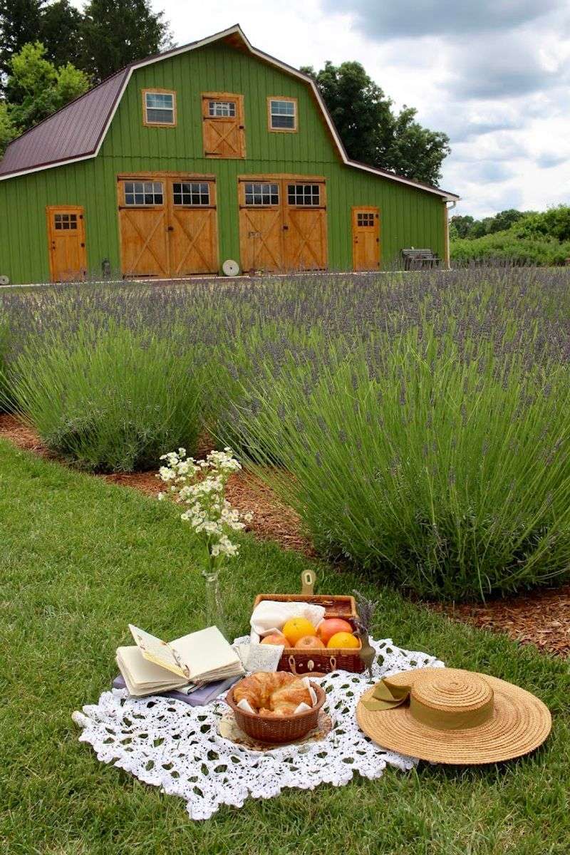 Lavender on the Bryn at Penbryn Farms