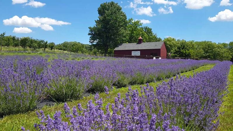 Orchard View Lavender Farm