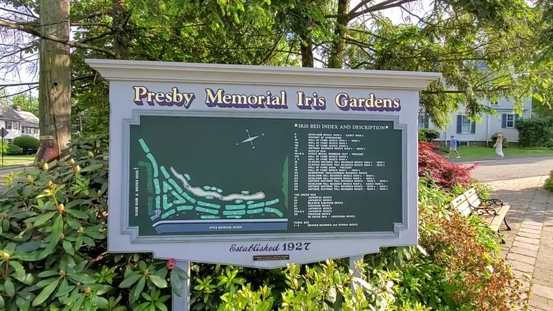 A century-old iris collection with serious wow factor