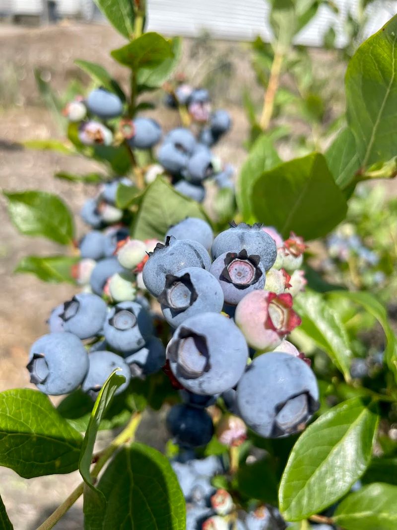 How this South Jersey town became a legend in blueberry history