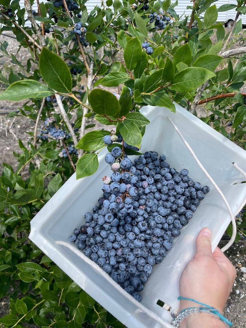 Why Hammonton proudly calls itself the Blueberry Capital of the World