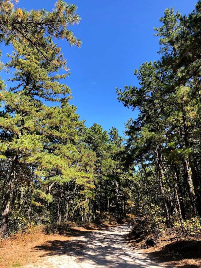 Batsto River Trail (Wharton State Forest)