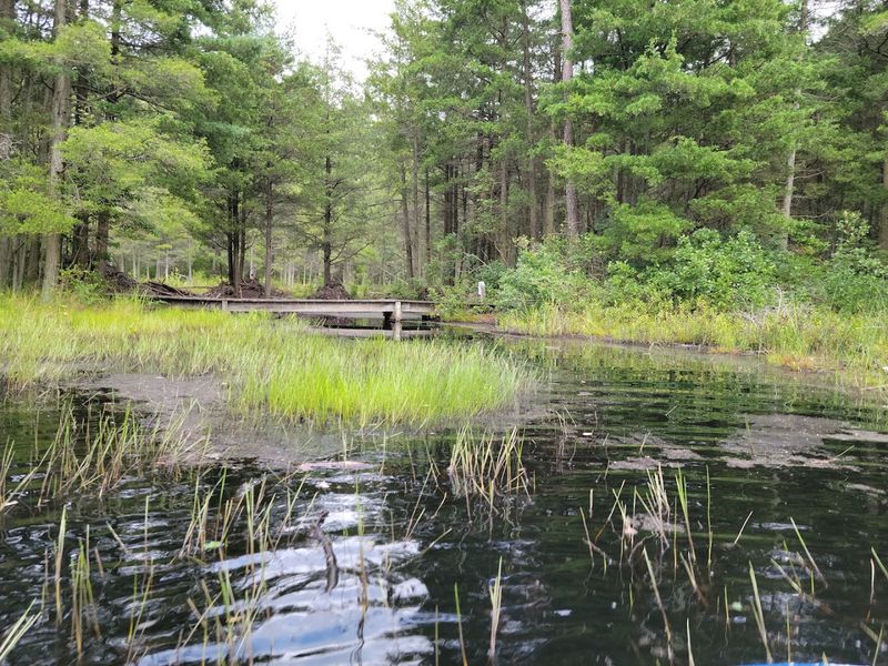 Brendan T. Byrne State Forest