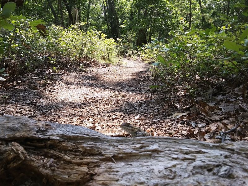Lizard Tail Swamp Preserve, Middle Township (Cape May County)