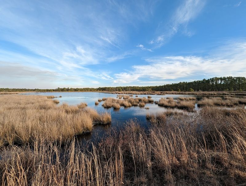 Franklin Parker Preserve, Chatsworth area (Burlington County)