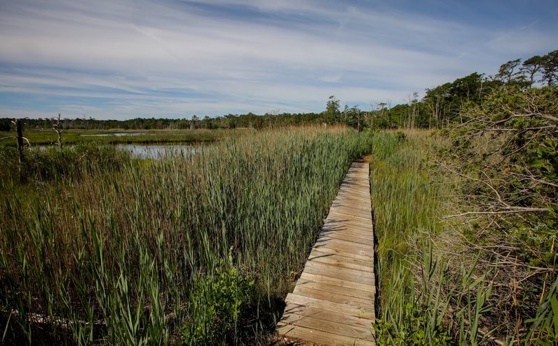 Cattus Island County Park Trails