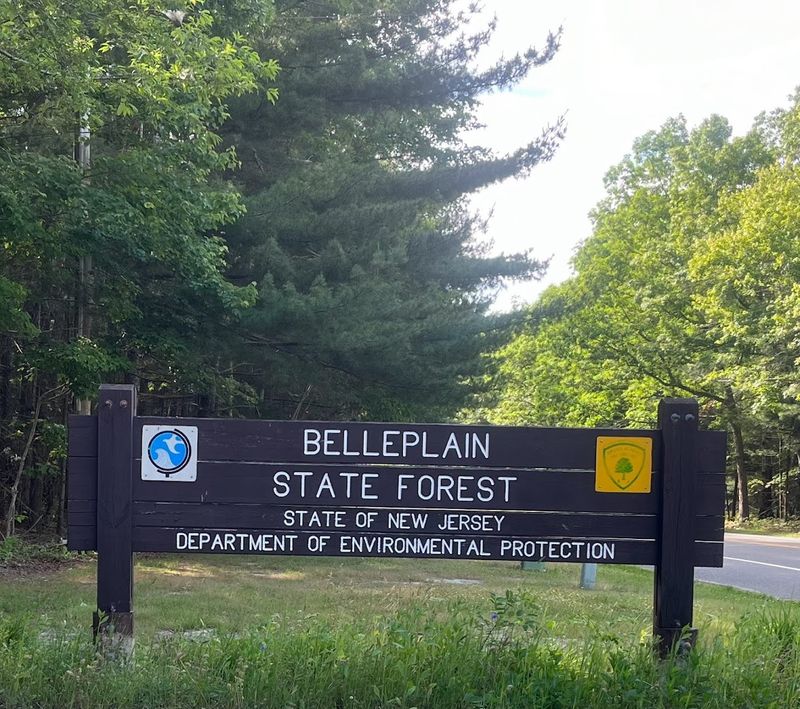Belleplain State Forest
