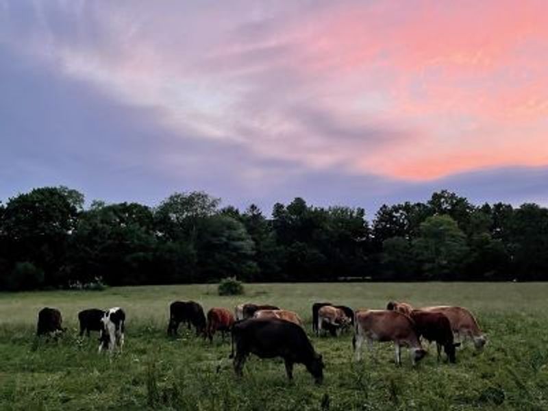 What regenerative grazing brings to flavor, texture, and terroir