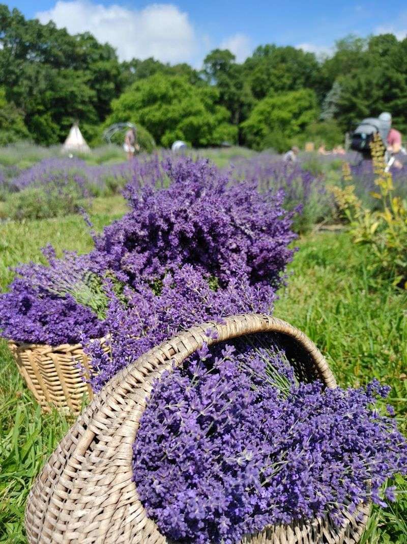 Mad Lavender Farm