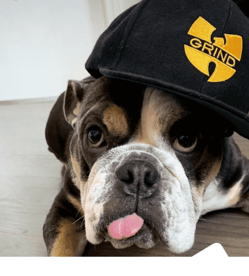 Why the $2 puppuccino is the star of the show