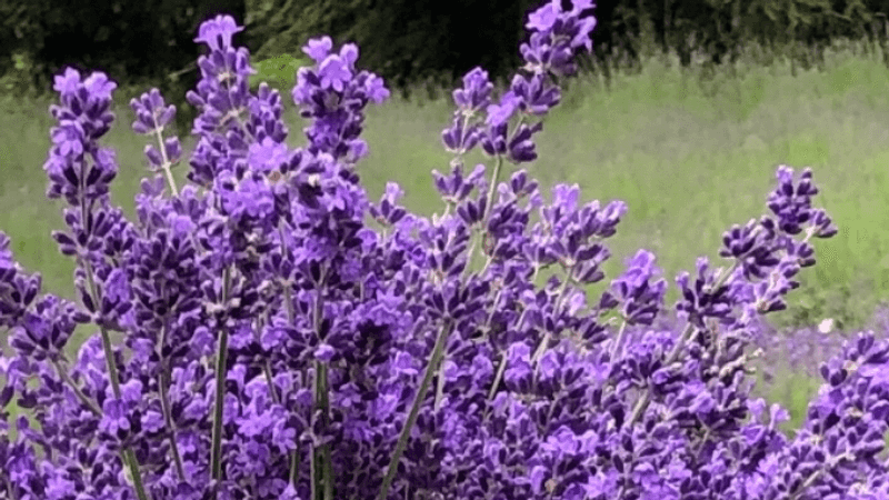 Pleasant Valley Lavender Farm