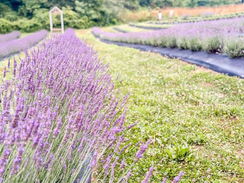 Field & Flock Lavender Farm