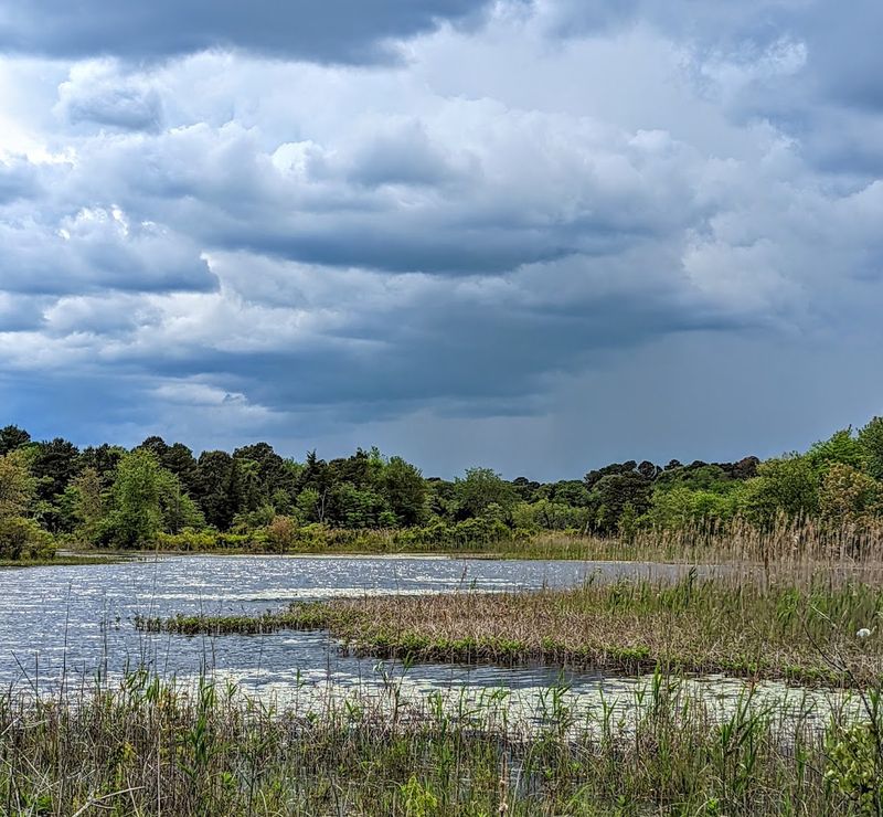 Forsythe National Wildlife Refuge Trail and Boardwalk