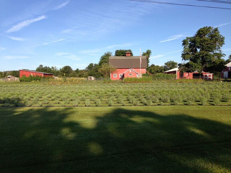 Hidden Spring Lavender & Alpaca Farm