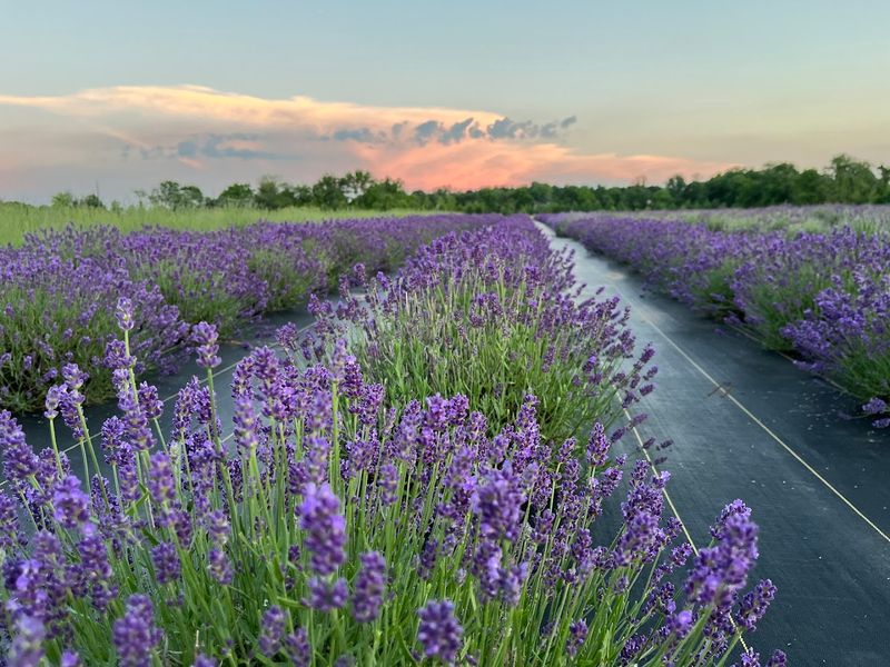 SpiceBush Lavender Farm