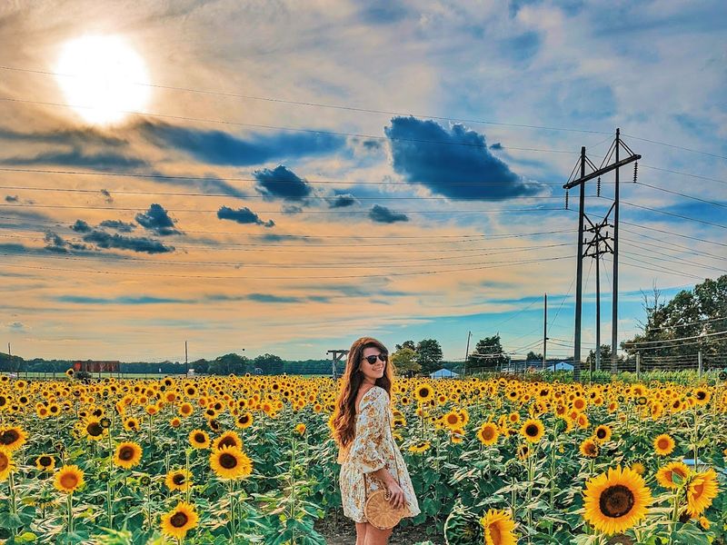 Sunflowers Pumpkins and Berry Rows Make Every Visit Feel Different