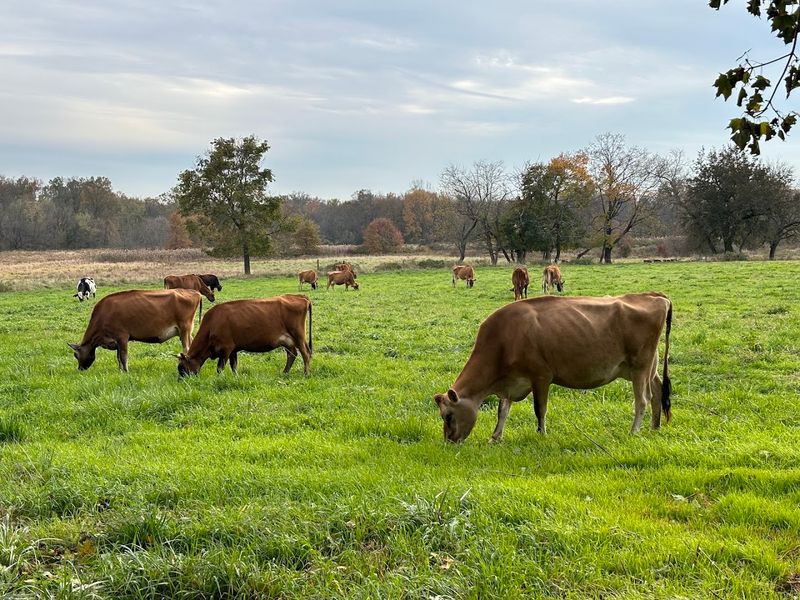 Where New Jersey pasture becomes exceptional cheese