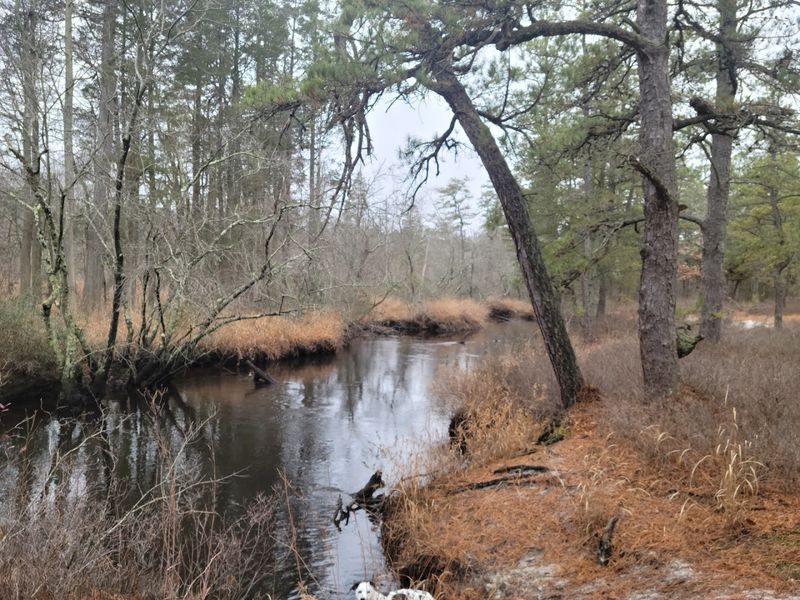 Batona Trail section along the Mullica River