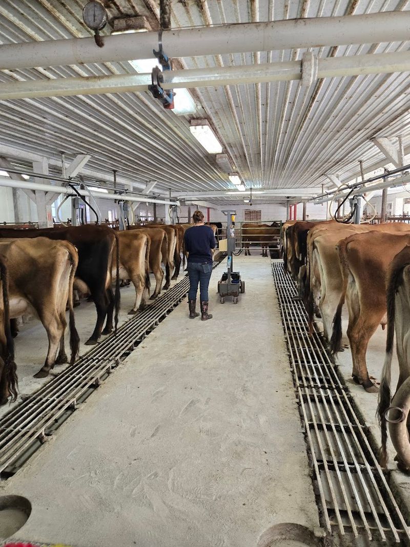 How Cherry Grove keeps every step of cheesemaking on the farm