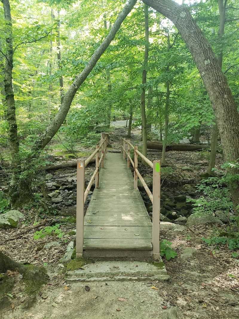 The Forest Setting That Makes Every Visit Feel Like a Secret Escape