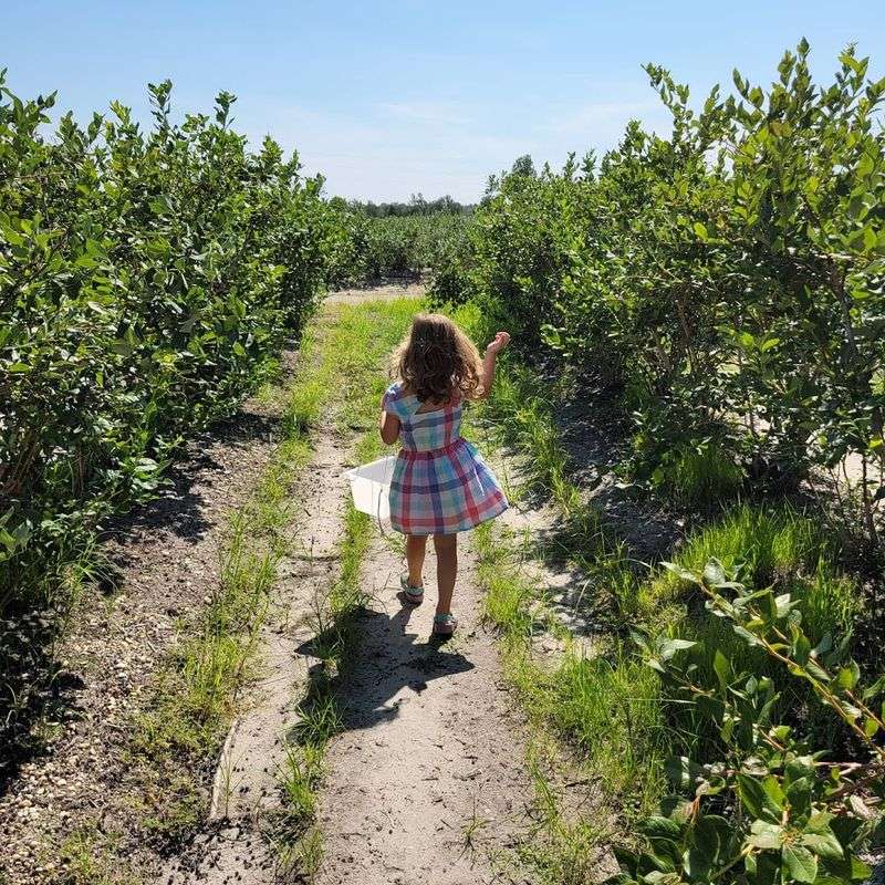 What it&rsquo;s like to visit Hammonton during blueberry season