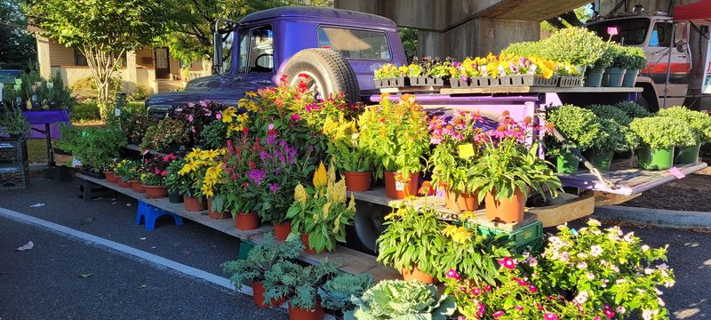 Collingswood Farmers&rsquo; Market, Collingswood