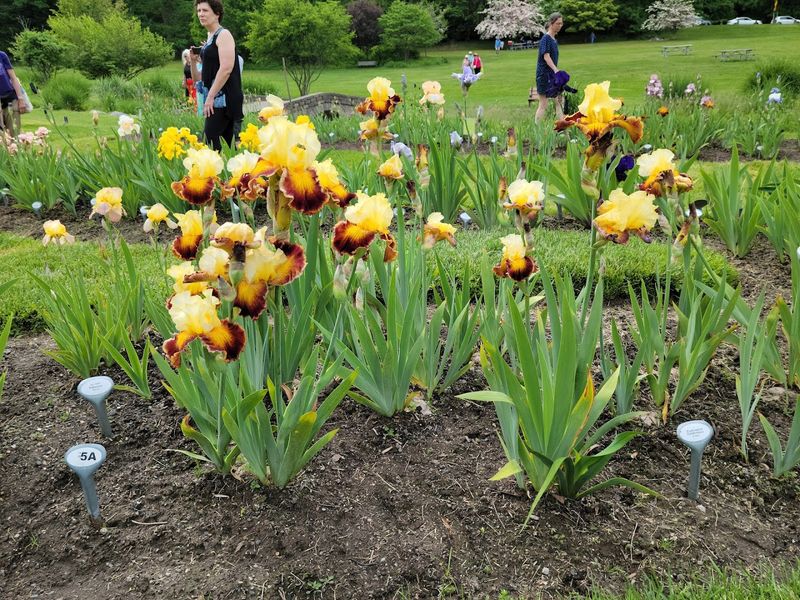 The best time to catch Presby Iris Gardens at its peak