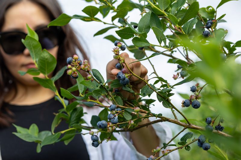 The farms, festivals, and fresh flavors that make Hammonton unforgettable