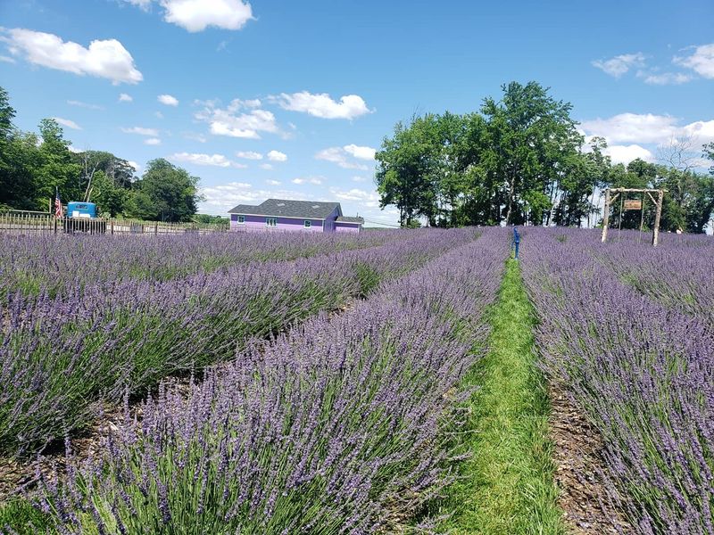 The Lavender Fields That Turn This Manalapan Farm Into a Dreamy Escape
