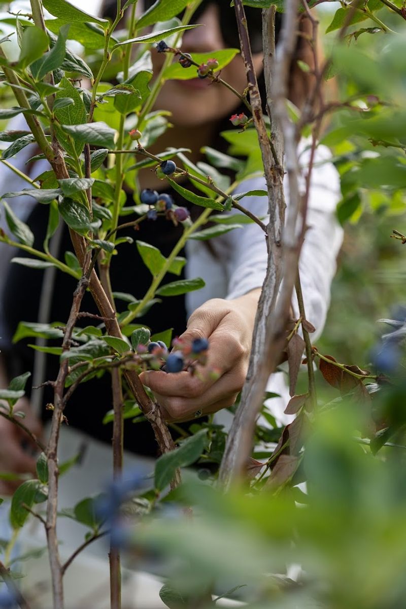 The small-town New Jersey getaway every blueberry lover should experience