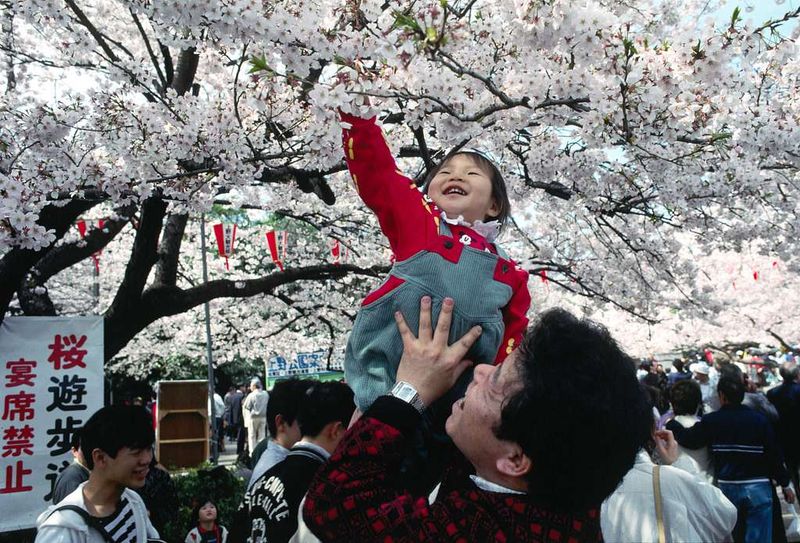 Cherry Blossom Festival – Japan's Pink Wonderland