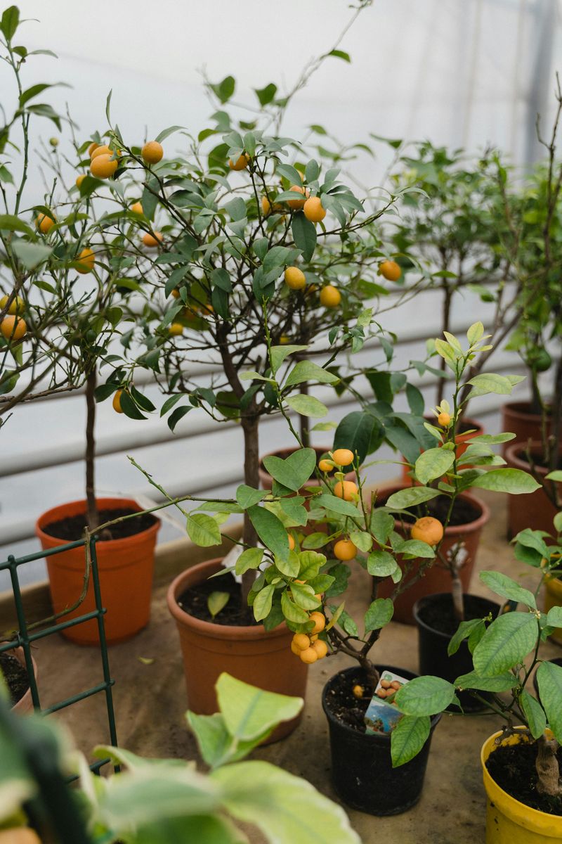 Mini Trees in Pots