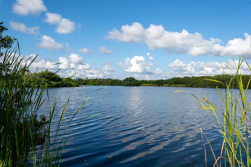 Swamp Adventures in the Everglades